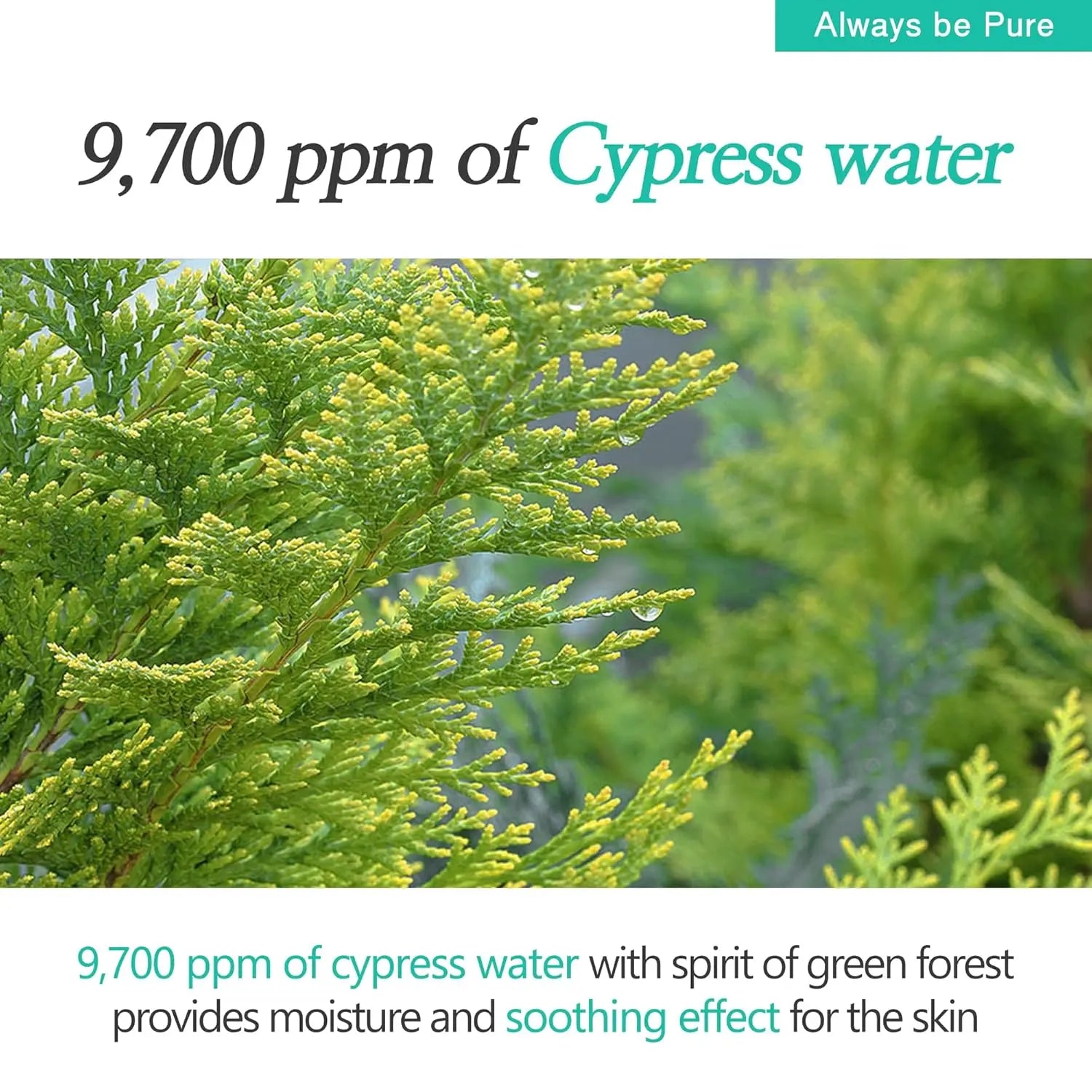 Always Be Pure Forest Therapy Ultra Calming Cream - Enrapturecosmetics