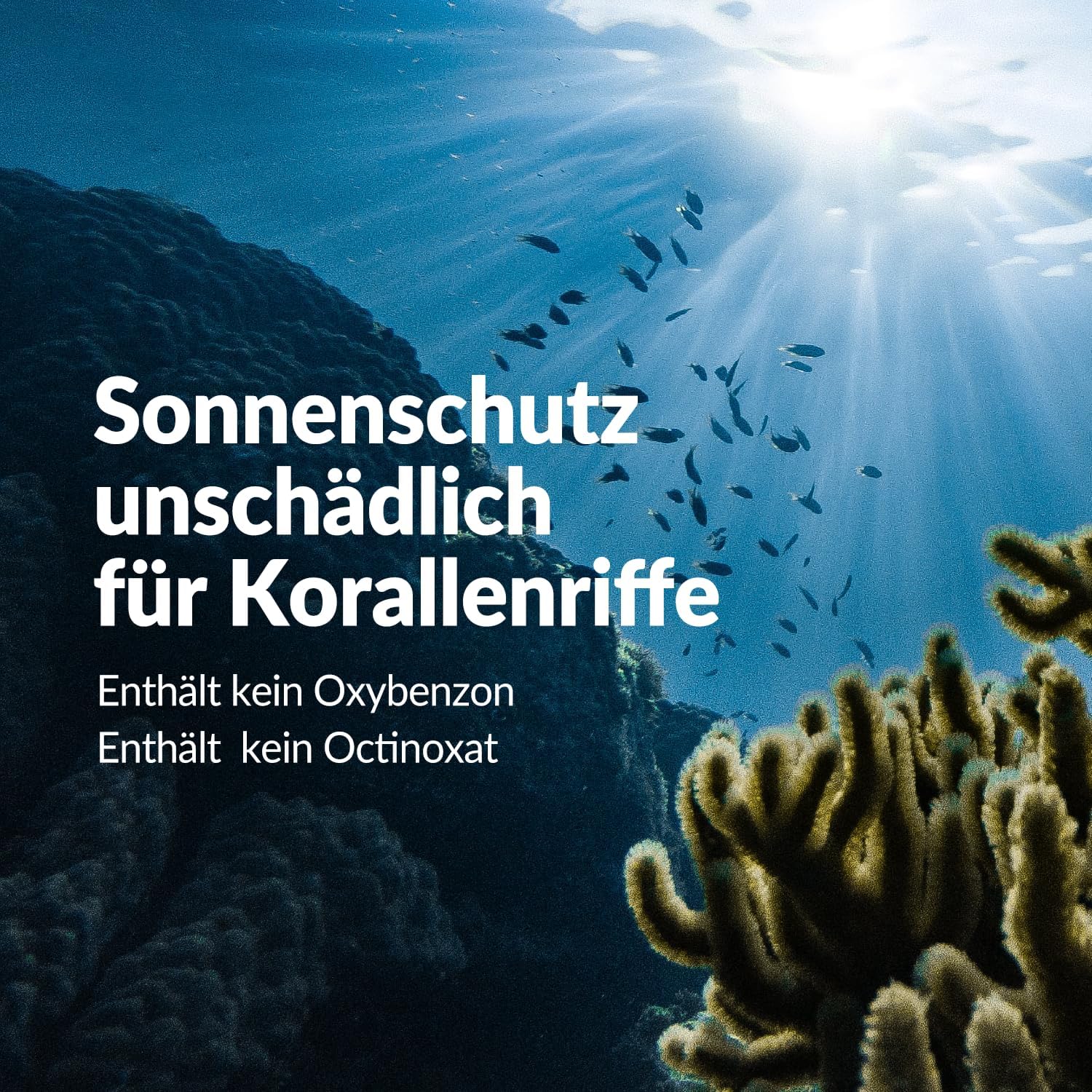 ROUND LAB Birch Juice Moisturizing Sunscreen SPF50 PA++++ (50 ml)